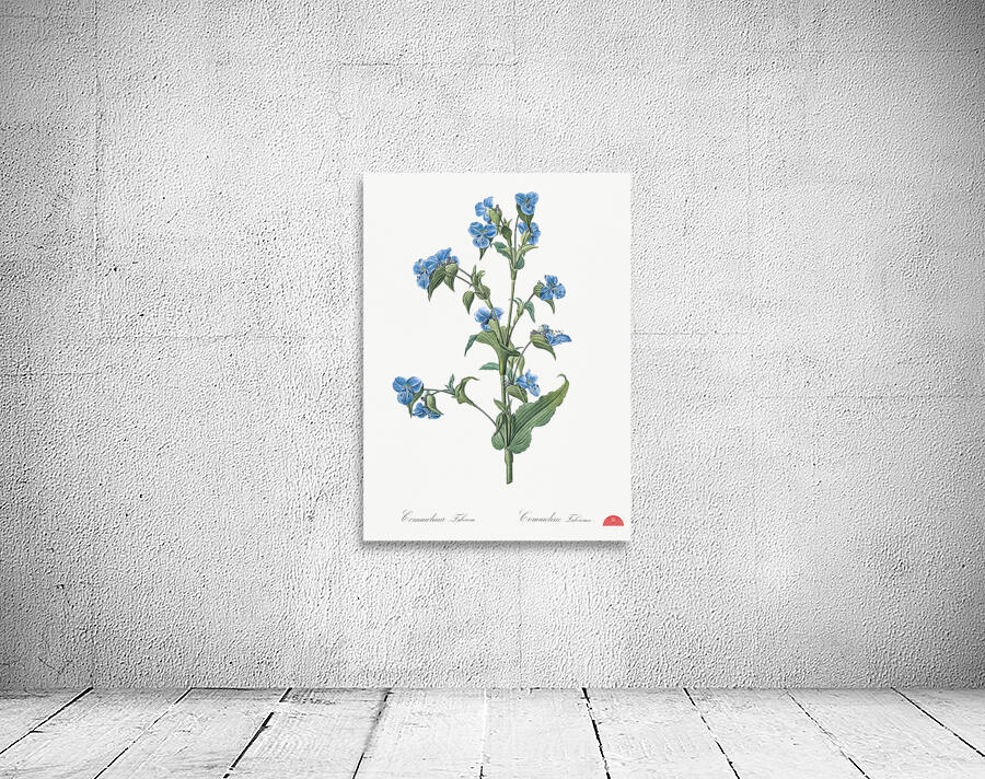Commelina tuberosa illustration  Wall Preview