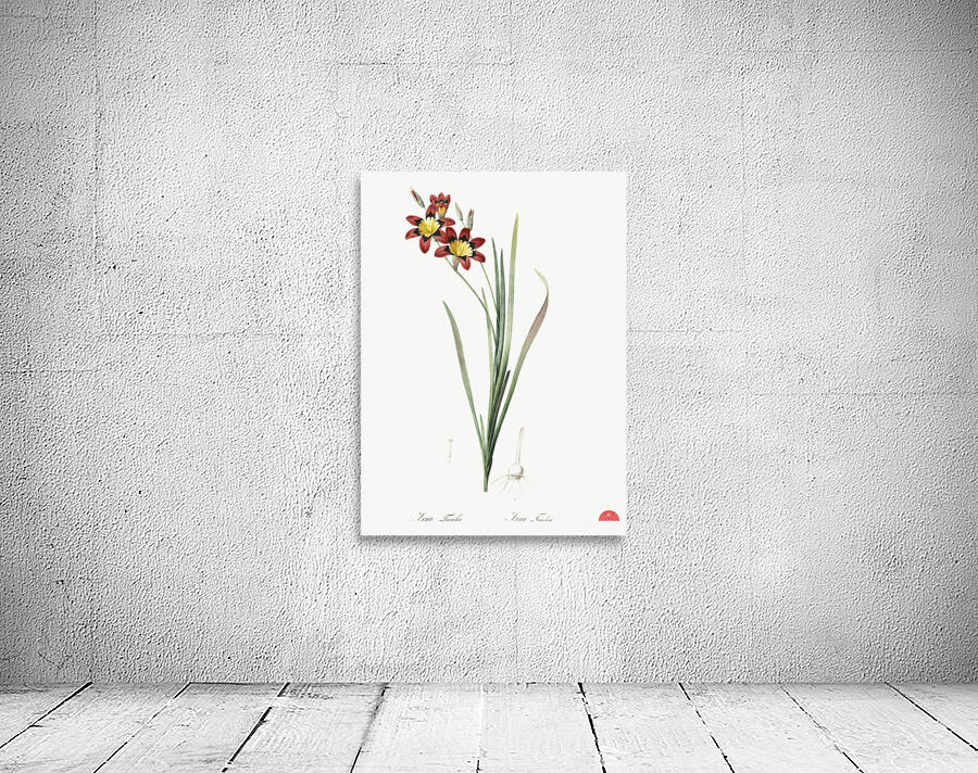 Ixia tricolor illustration  Wall Preview