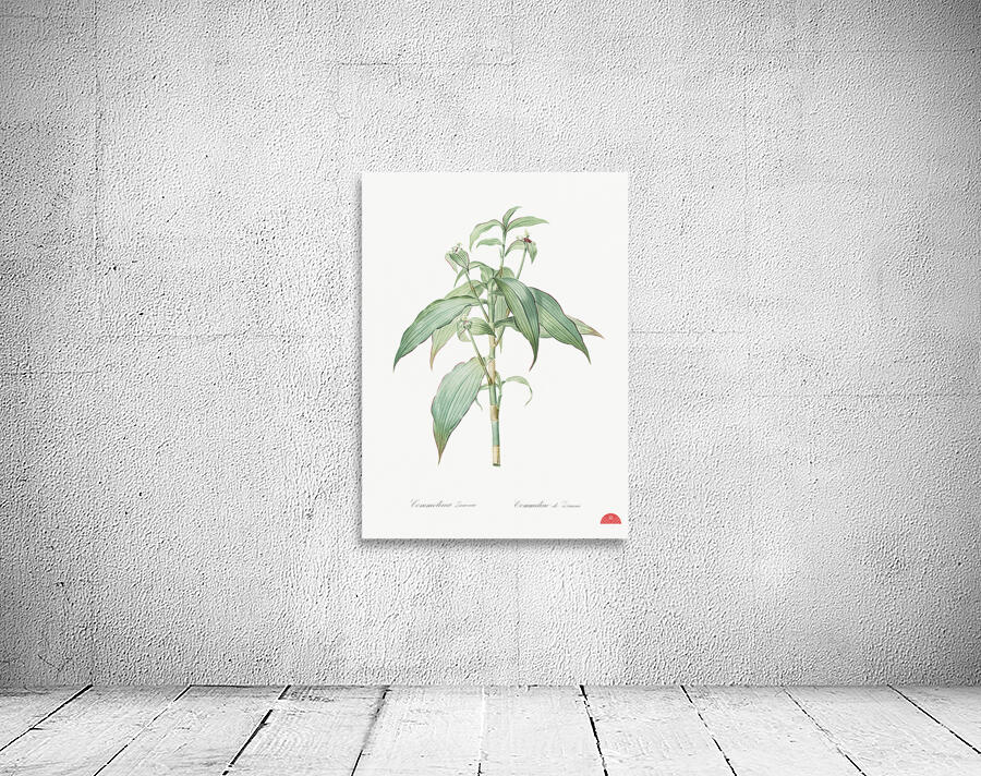 Commelina zanonia illustration  Wall Preview