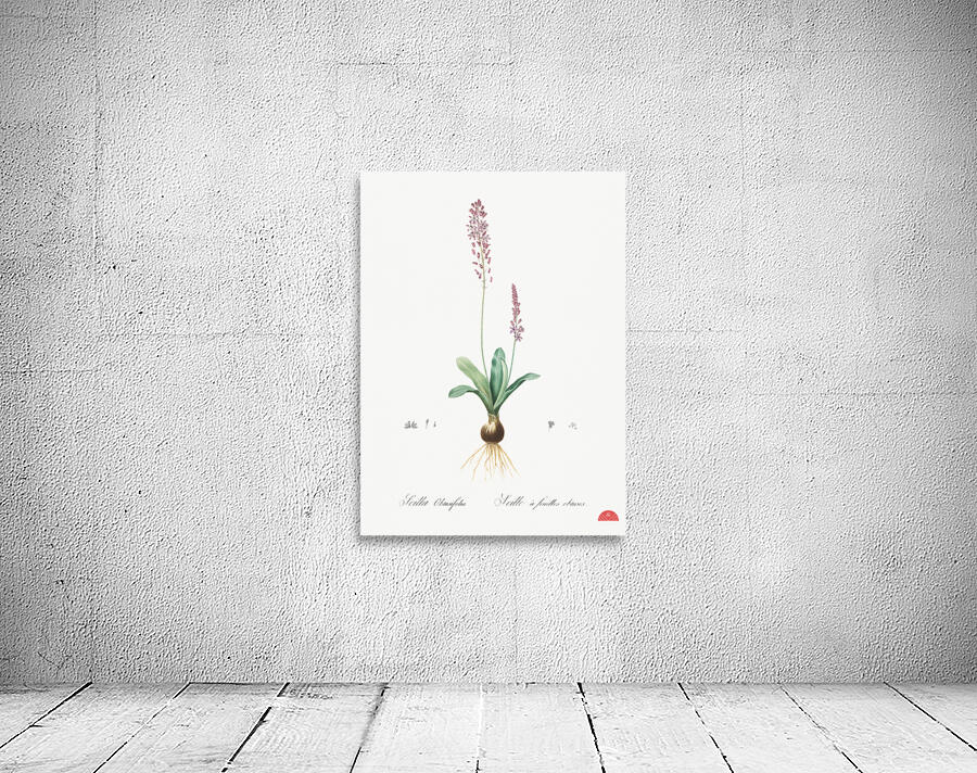 Scilla obtusifolia illustration  Wall Preview