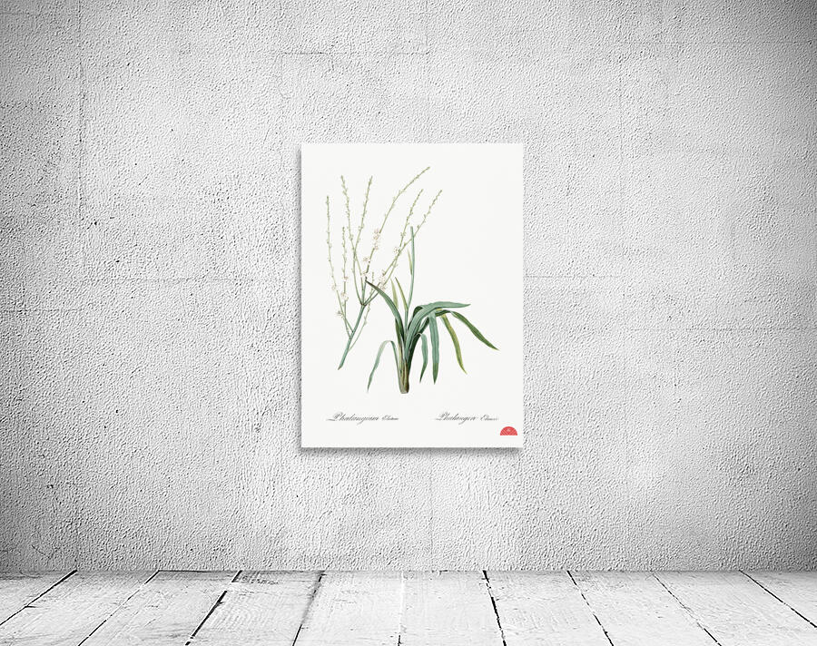 Phalangium elatum illustration  Wall Preview