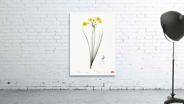 Rush daffodil illustration  Wall Preview