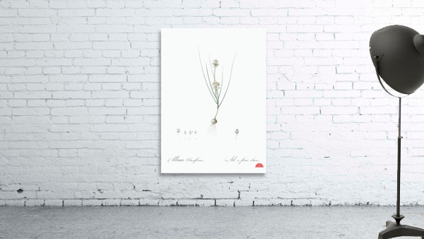 Allium obtusiflorum illustration  Wall Preview