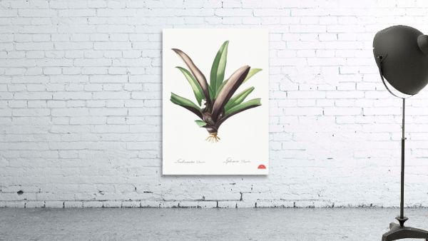 Boat lily illustration  Wall Preview