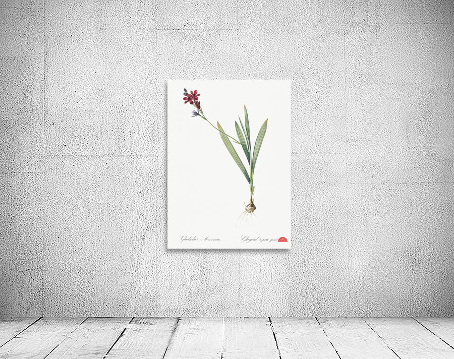 Gladiolus mucronatus illustration  Wall Preview