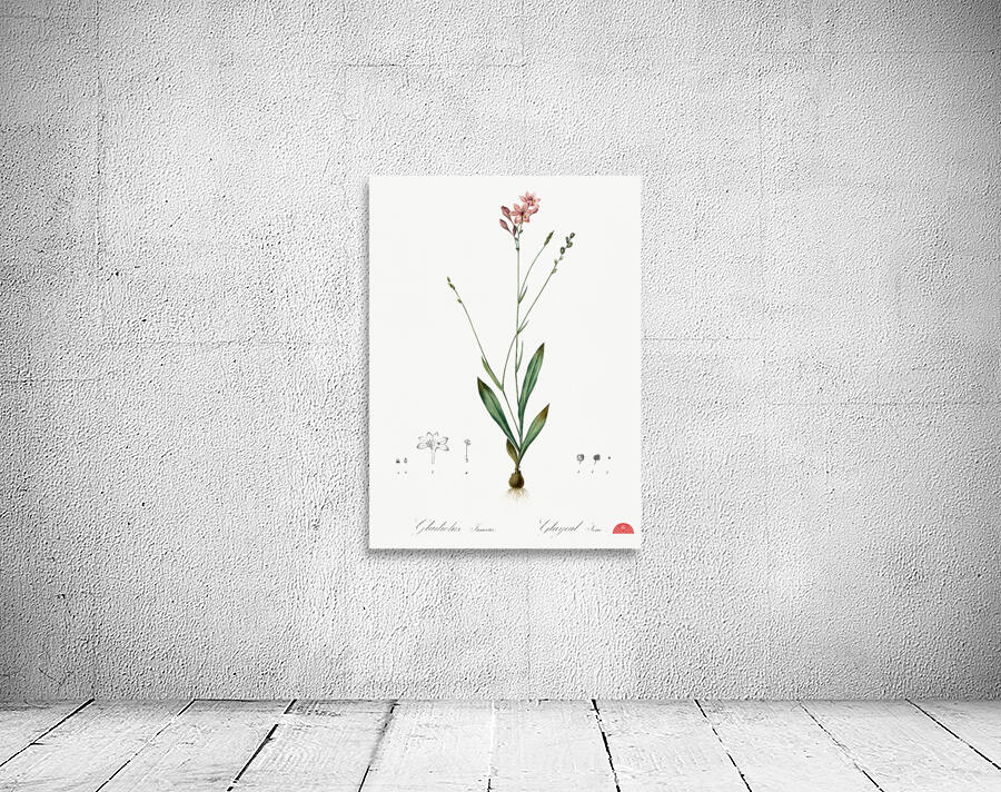 Gladiolus junceus illustration  Wall Preview