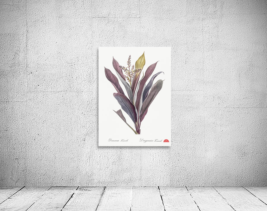 Cordyline fruticosa illustration  Wall Preview