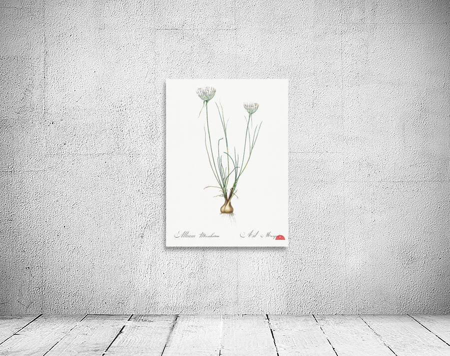 Cordyline fruticosa illustration  Wall Preview
