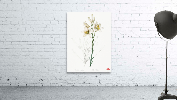 Madonna lily illustration  Wall Preview