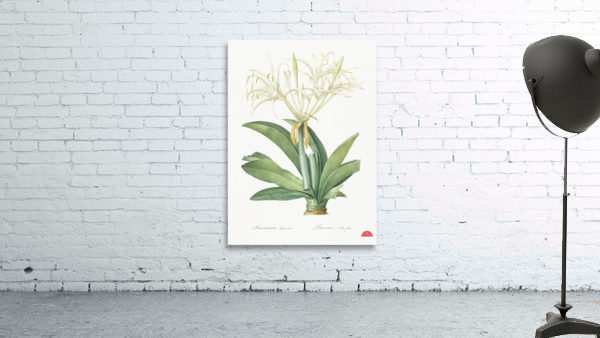 Pancratium speciosum illustration  Wall Preview
