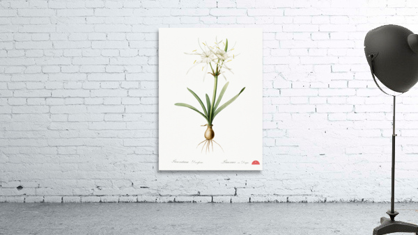 Streambank spiderlily Pancratium disciforme illustration  Wall Preview