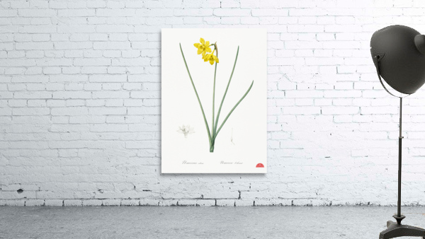 Narcissus odorus illustration  Wall Preview