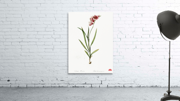 Ixia hyalina illustration  Wall Preview
