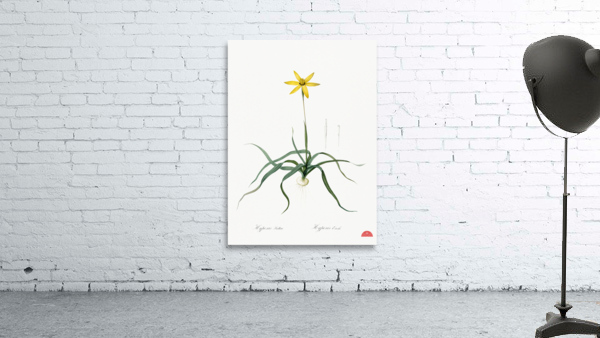 Hypoxis stellata illustration  Wall Preview
