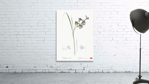 Gladiolus ringens illustration  Wall Preview