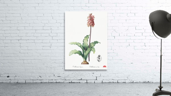 Veltheimia capensis illustration  Wall Preview