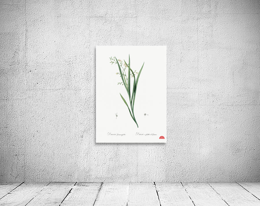 Diasia graminifolia illustration  Wall Preview