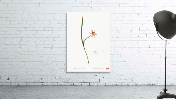 Diasia graminifolia illustration  Wall Preview