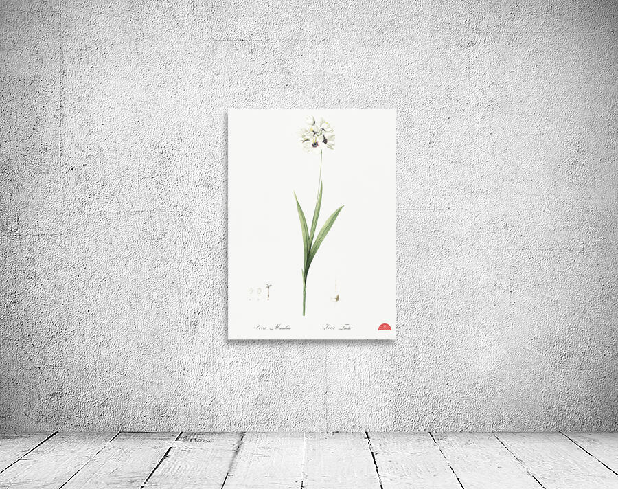 Ixia maculata illustration  Wall Preview