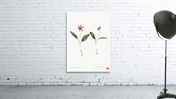 Erythronium Erythronium dens canis illustration  Wall Preview
