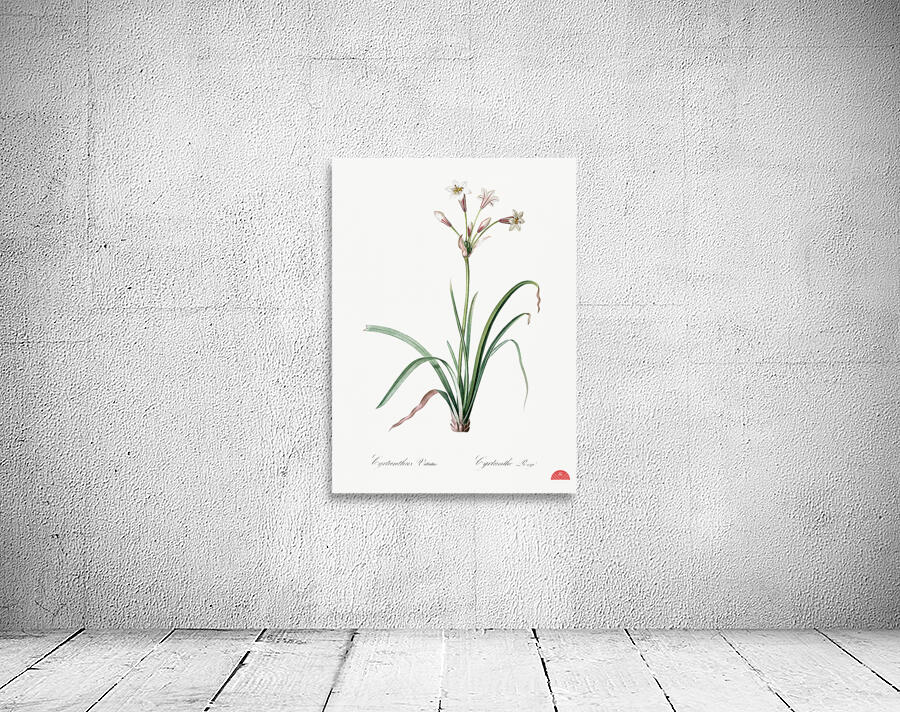 Crytanthus vittatus illustration  Wall Preview