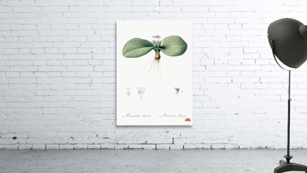 Massonia pustulata illustration  Wall Preview