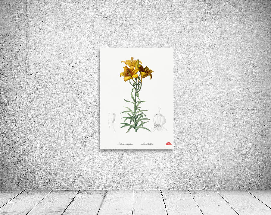 Fire lily illustration  Wall Preview