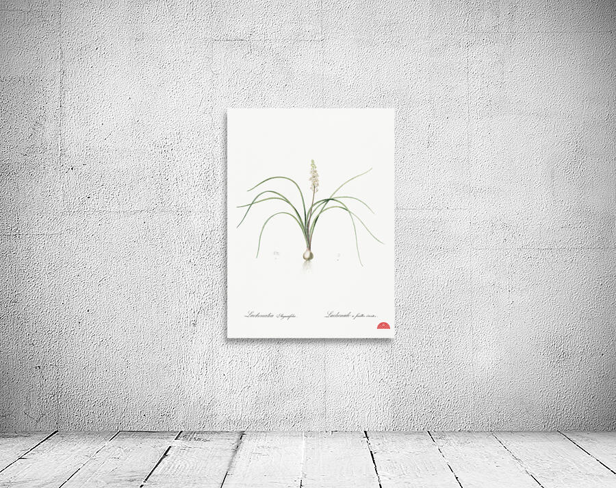 Lachenalia angustifolia illustration  Wall Preview