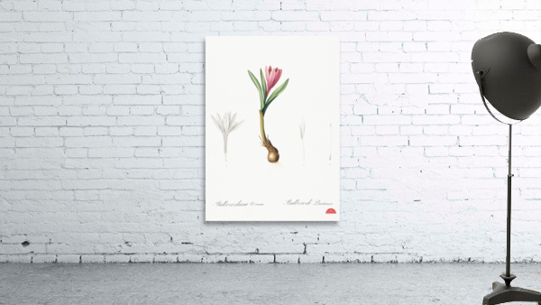 Spring meadow saffron illustration  Wall Preview