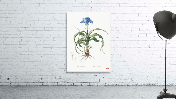 Iris scorpiodes illustration  Wall Preview