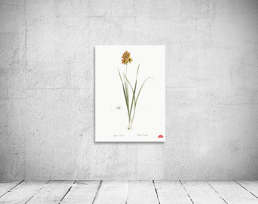 Ixia conica illustration  Wall Preview