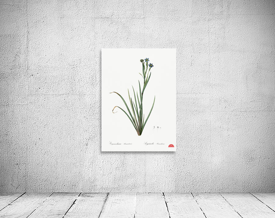 Bermudiana illustration  Wall Preview