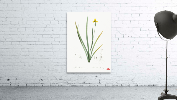 Iris martinicensis illustration  Wall Preview