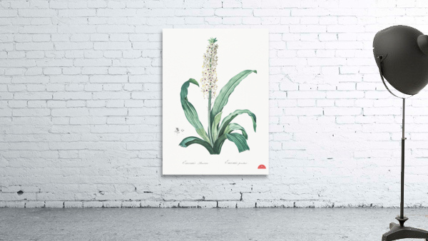 Eucomis punctata illustration  Wall Preview