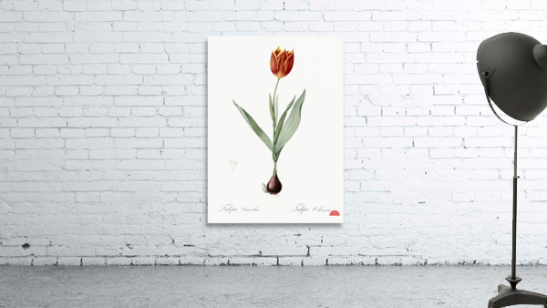 Tulip illustration  Wall Preview
