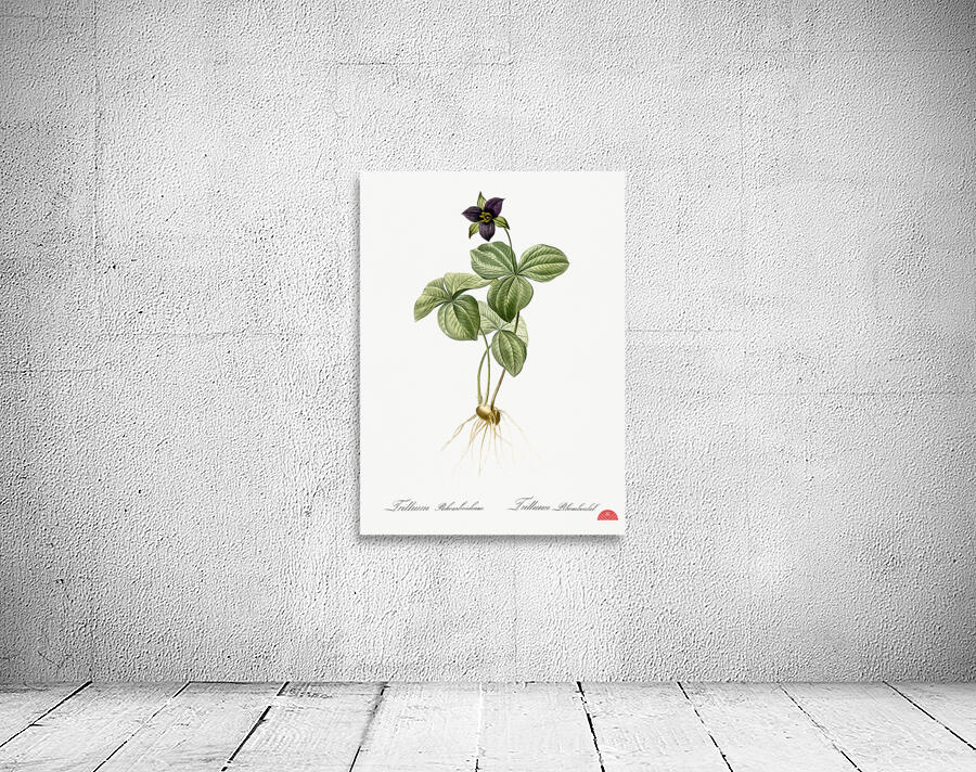 Trillium rhomboideum illustration  Wall Preview