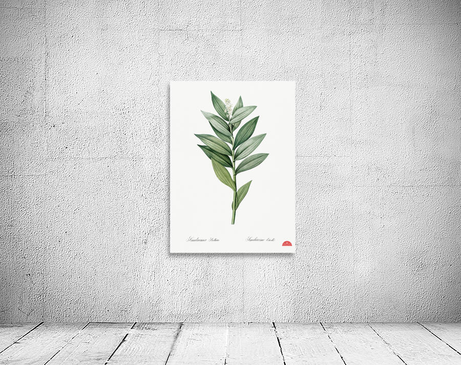 Smilacina stellata illustration  Wall Preview
