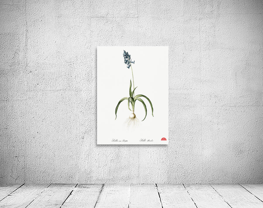 Common Bluebell illustration  Wall Preview