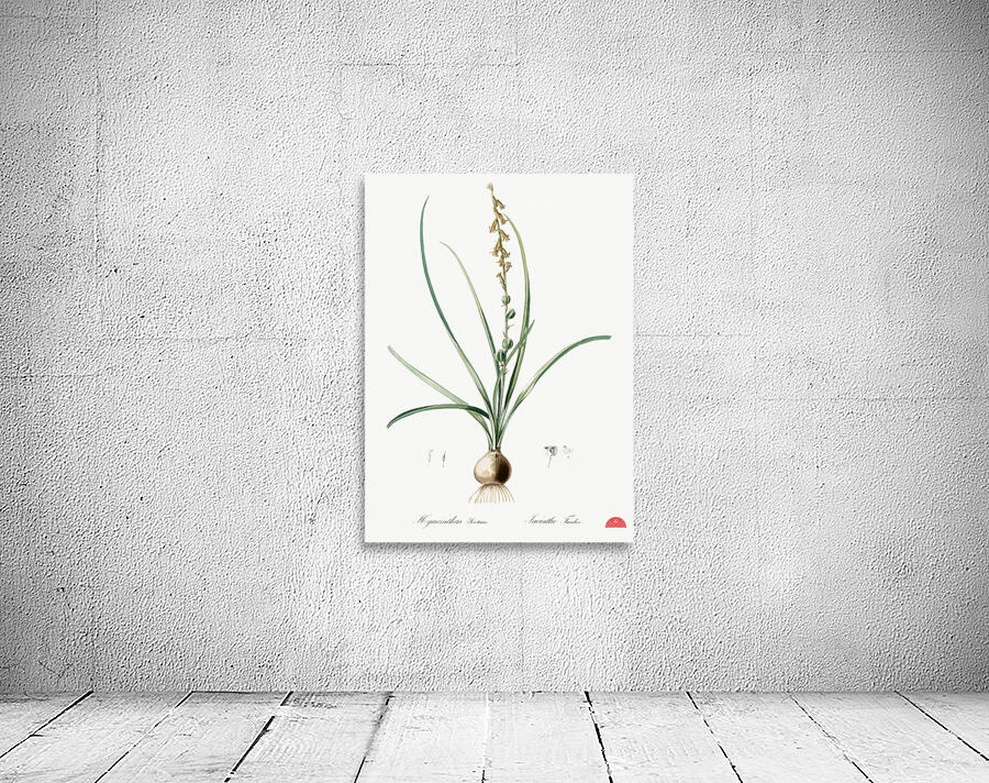 Hyacinthus serotinus illustration  Wall Preview