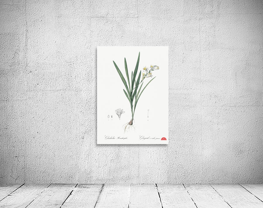 Gladiolus Xanthospilus illustration  Wall Preview