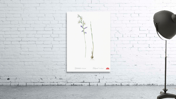 Gladiolus orobanche illustration  Wall Preview