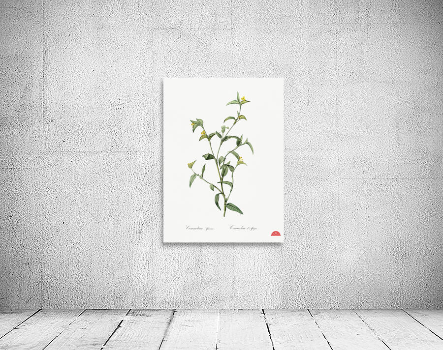 Commelina africana illustration  Wall Preview