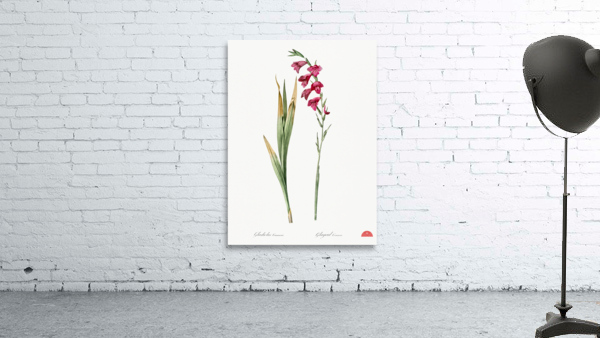 Eastern gladiolus illustration  Wall Preview