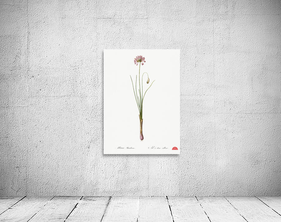 Autumn onion illustration  Wall Preview