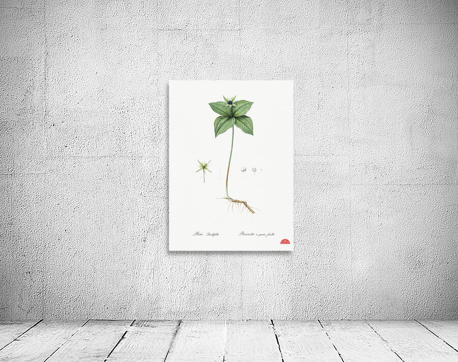 Herb paris illustration  Wall Preview