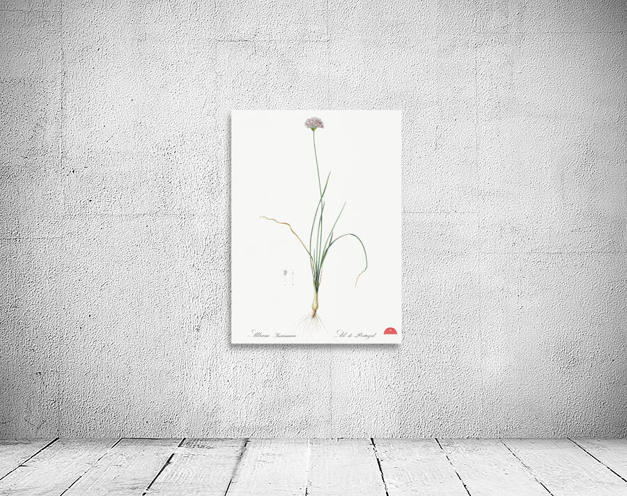 Mountain garlic illustration  Wall Preview