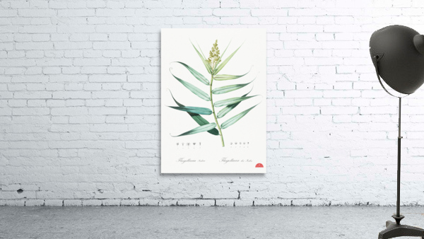 Bush cane illustration  Wall Preview