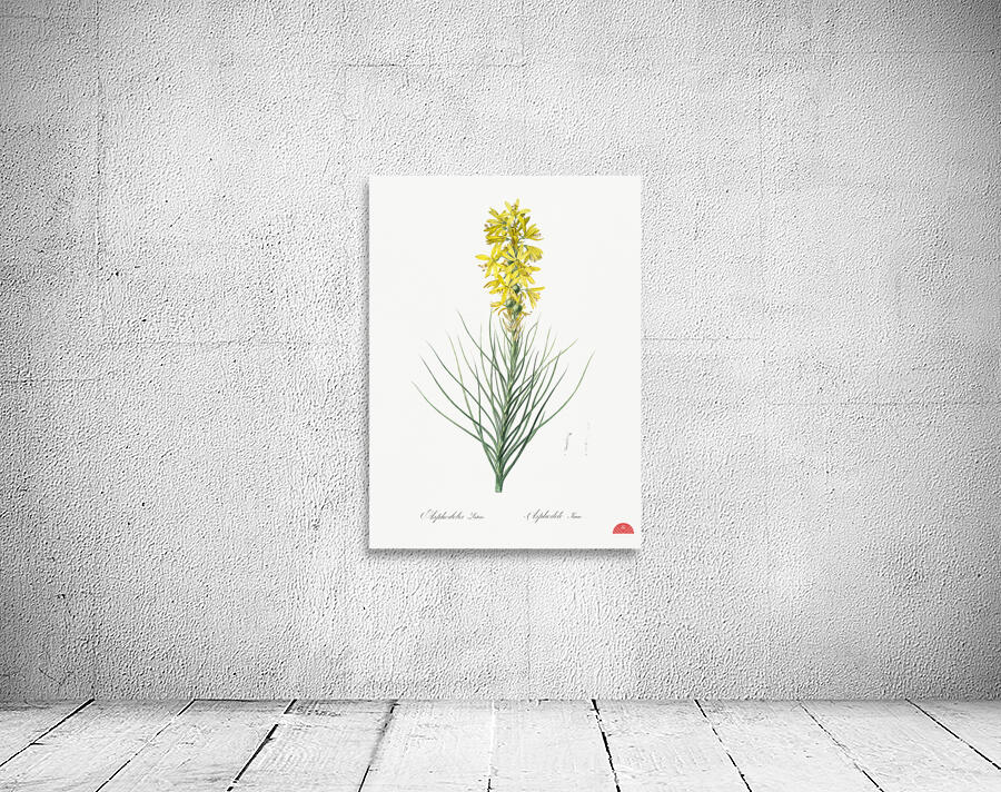 Yellow Asphodel illustration  Wall Preview
