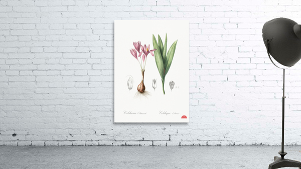 Autumn crocus illustration  Wall Preview