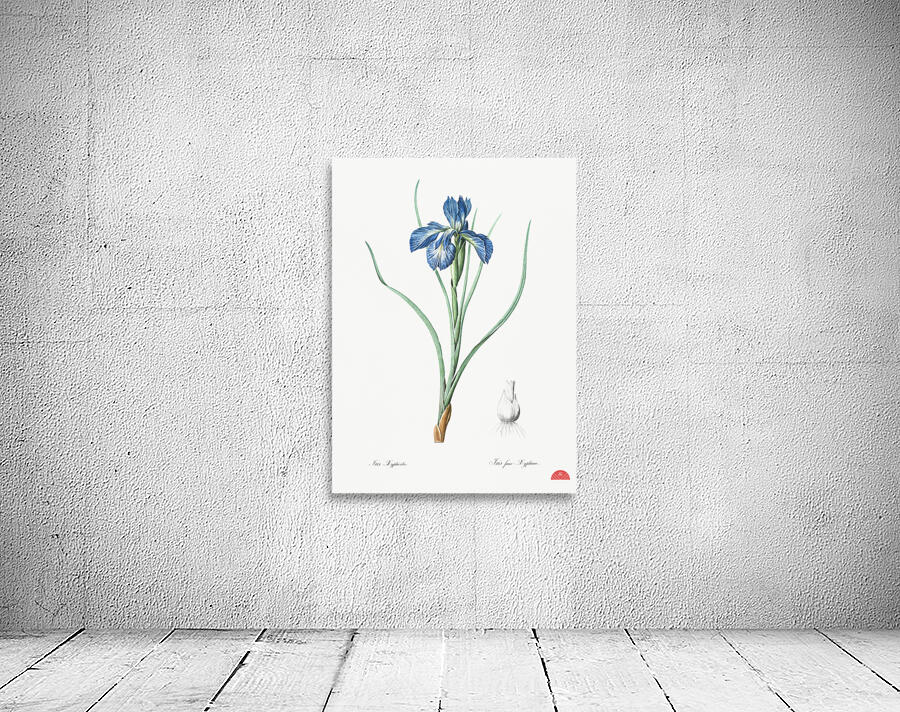 Lris xyphioides llustration  Wall Preview
